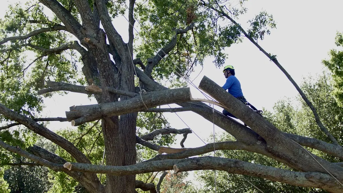 Professional Hazardous Tree Removal performed by certified arborists in Honor